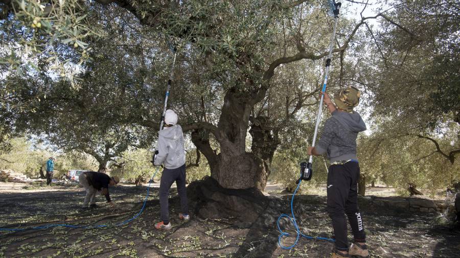 Collita de Mil&unverd SL, en un camp d’oliveres mil·lenàries a la Sénia, ahir. FOTO: JOAN REVILLAS