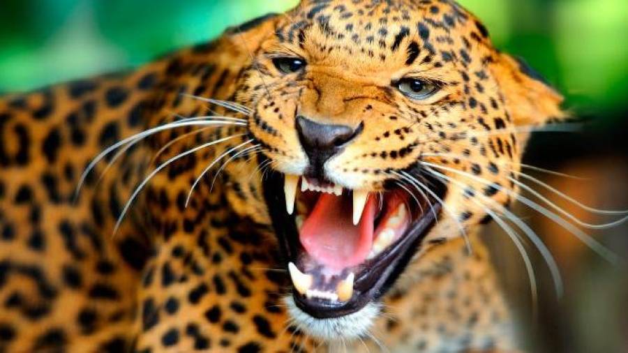 Imagen de archivo de un leopardo como el que atacó al pequeño