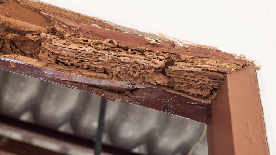 Las termitas ponen en peligro la salud de nuestro hogar. Foto: Getty Images
