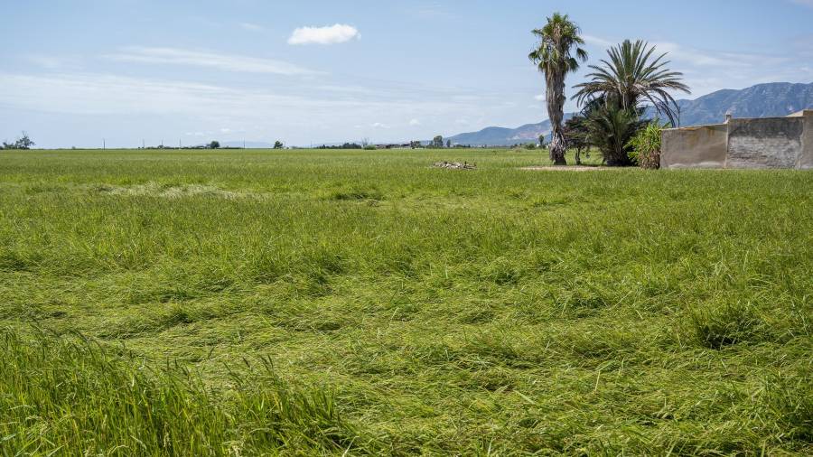 Un camp d’arròs afectat, prop del Poble Nou del Delta. FOTO: JOAN REVILLAS