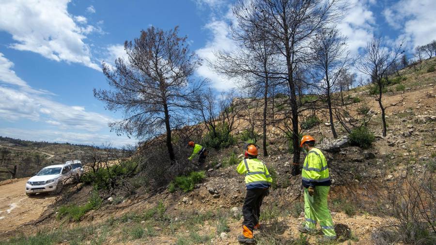Treballs forestals a la zona cremada de la Ribera d’Ebre, el mes de juny. FOTO: JOAN REVILLAS