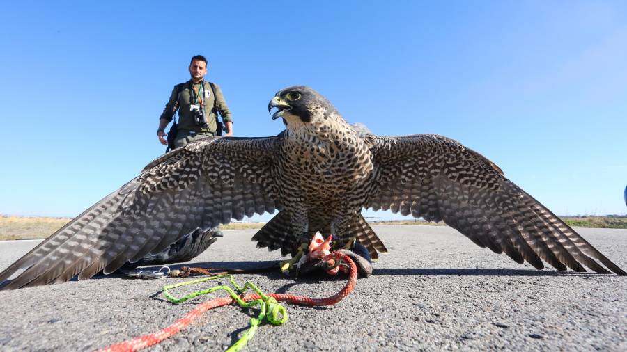 Los halcones del aeropuerto están adiestrados para ahuyentar a otras aves: estorninos, gaviotas o golondrinas. FOTO: alba mariné