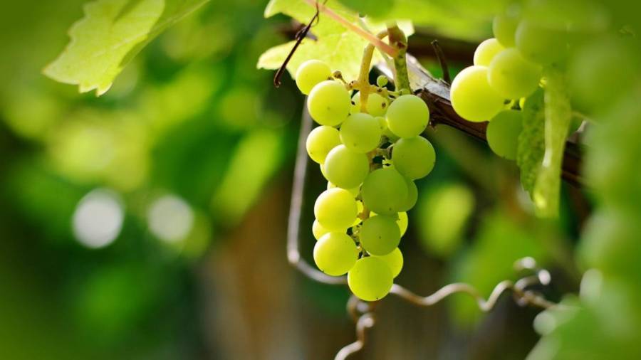 Los componentes de extracto de hueso de uva pueden hacer disminuir la sensación de hambre. FOTO: urv