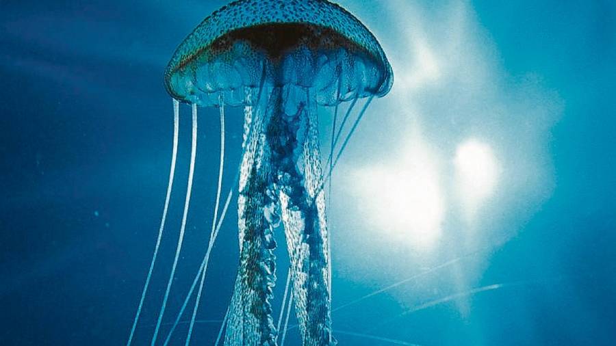 Una de las especies de medusa más peligrosa que podemos encontrar en el fondo del mar. FOTO: DT