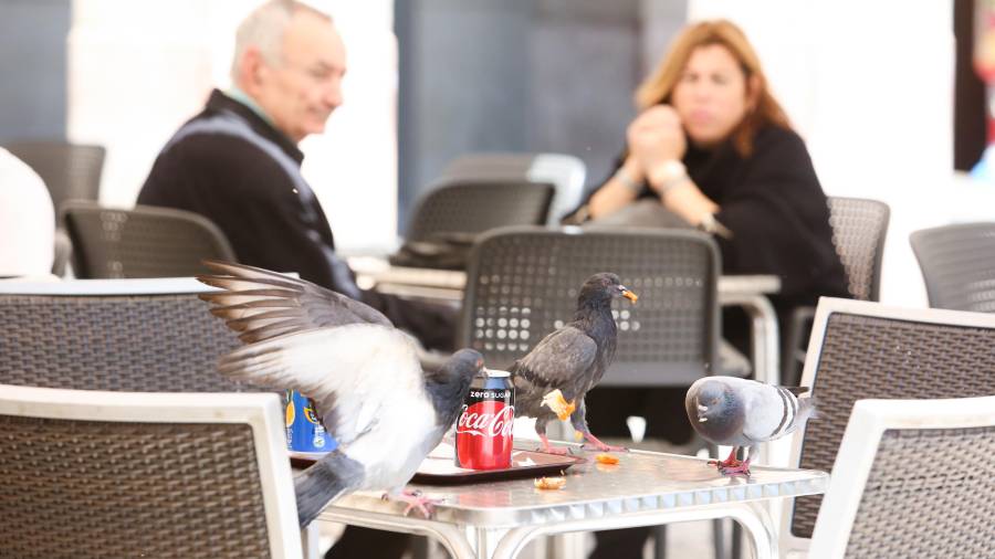 Una de las líneas de actuación de la campaña es erradicar las palomas de las terrazas de los bares. FOTO: Alba Mariné