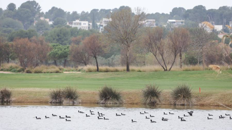 Un grupo de ánades recorreuna de las lagunas de laSèquia Major junto a los terrenos donde se halla el campo de golf. FOTO: alba mariné