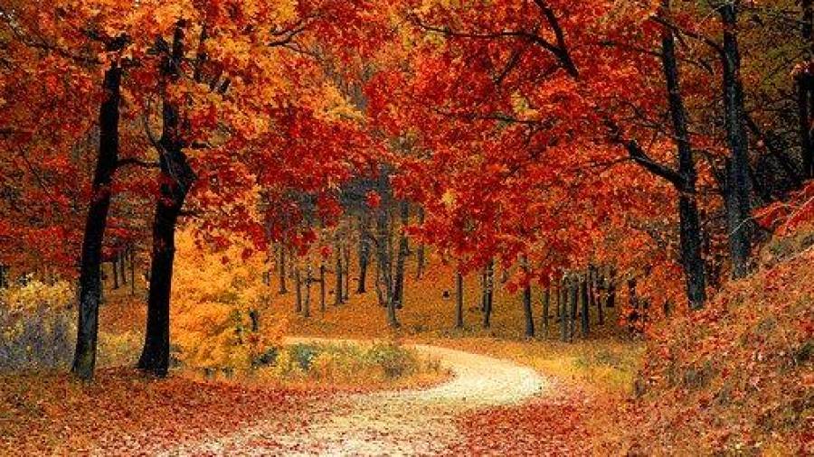El otoño empezó el día 22. Foto: Pixabay