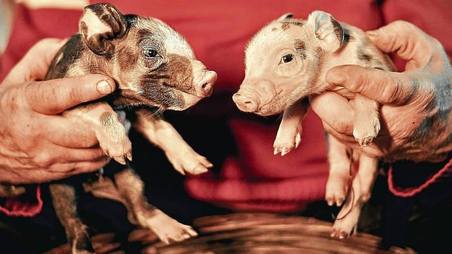 Los últimos años se ha puesto de moda tener cerdos vietnamitas como mascota. FOTO: Getty Images