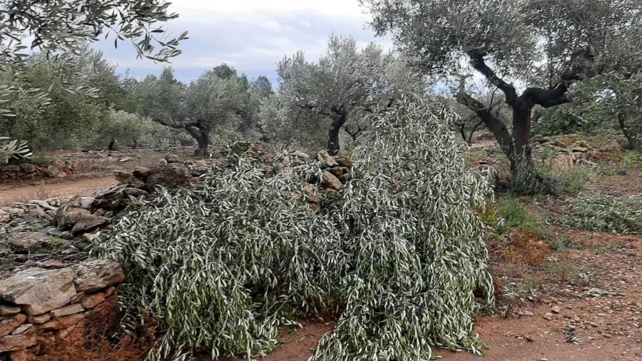 Els desperfectes de la tempesta en un cam d'oliveres de les Terres de l'Ebre. Imatge del 24 de novembre del 2021. ACN