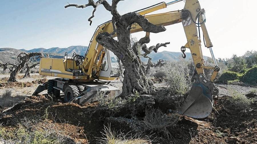 Imatge d’una excavadora arrencant una olivera, el gener de l’any passat a Ulldecona, quan va saltar l’alarma de l’espoli. FOTO: Joan Revillas