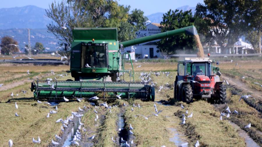 Pla general d'una màquina recol·lectora i un tractor treballant al mig d'un arrossar al terme municipal de Deltebre. Foto: ACN