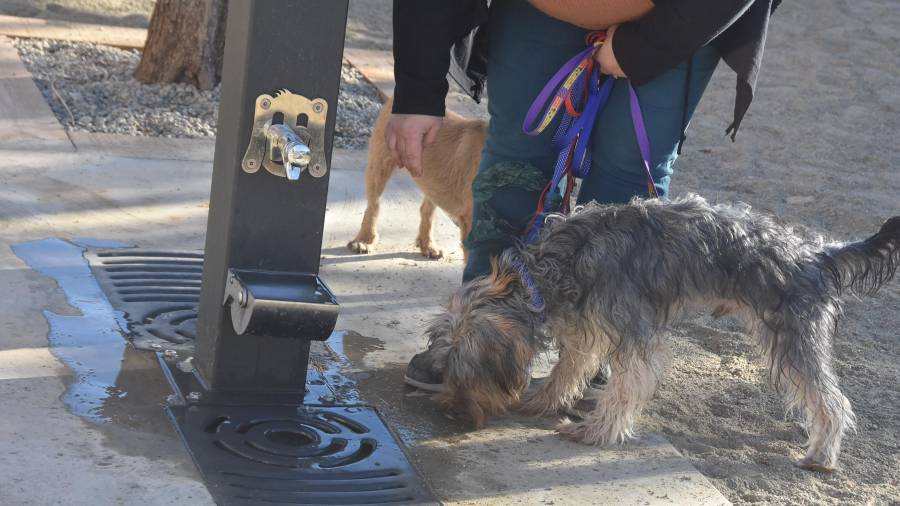 Hi ha una font dual, per persones i per a gossos en aquest parc de Torredembarra. FOTO: Anna F.