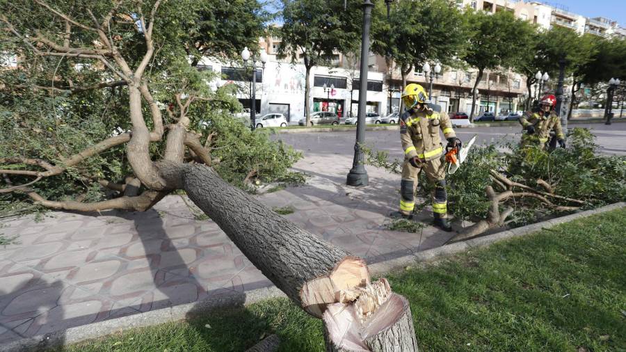 Un árbol roto por el viento en Tarragona. FOTO: PERE FERRÉ