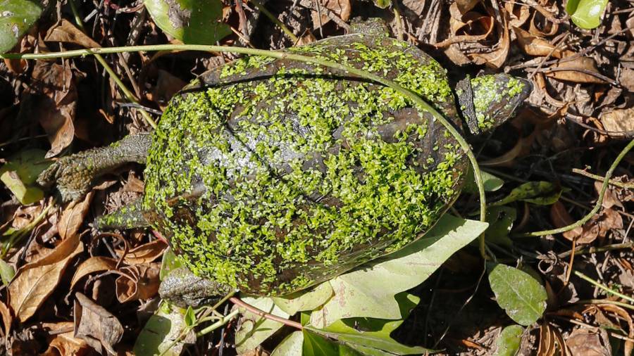 Tortuga de rierol. Foto: Pere Ferr&eacute;