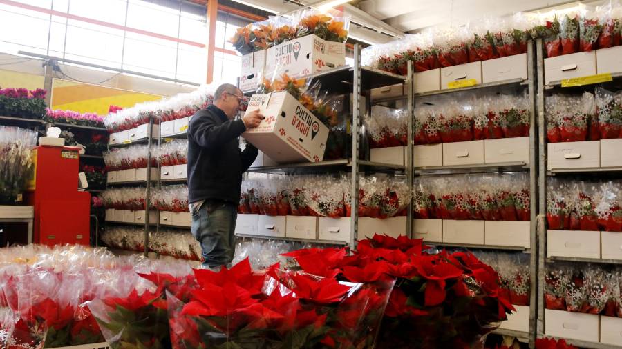 Un planterista ordena les caixes de ponsèties a la seva parada del Mercat de Flor i Planta Ornamental de Catalunya. FOTO: ACN