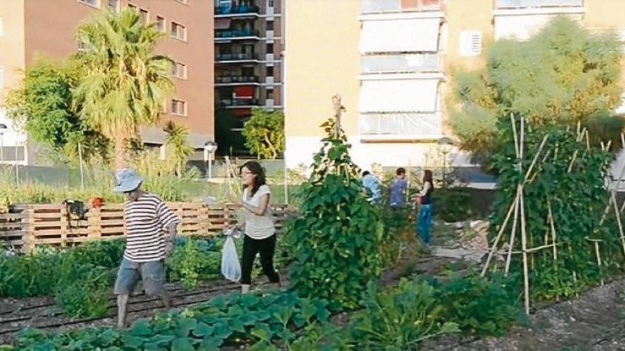 Imagen del huerto social, ubicado en el Campus Catalunya, hasta el inicio de las obras de la Facultat d’Educació. FOTO: eduard isern