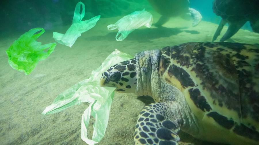 Las especies marinas confunden los plásticos con alimentos y acaban falleciendo. FOTO: GETTY