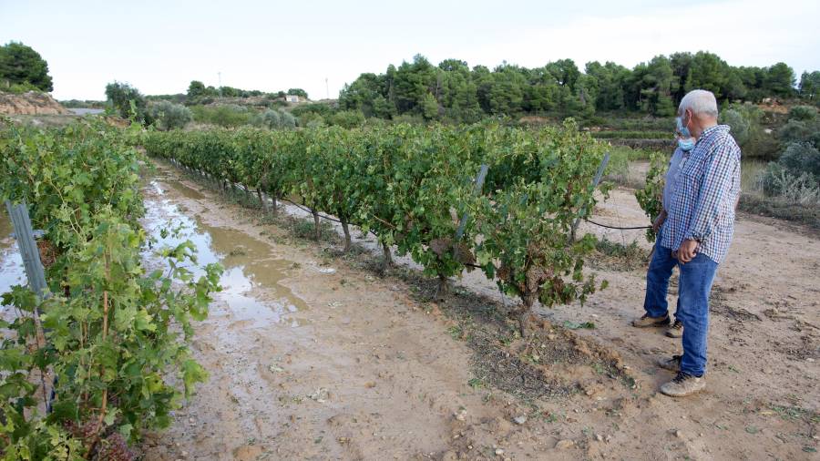Pagesos comprovant les vinyes aquest dijous a Batea. Foto: Joan Revillas