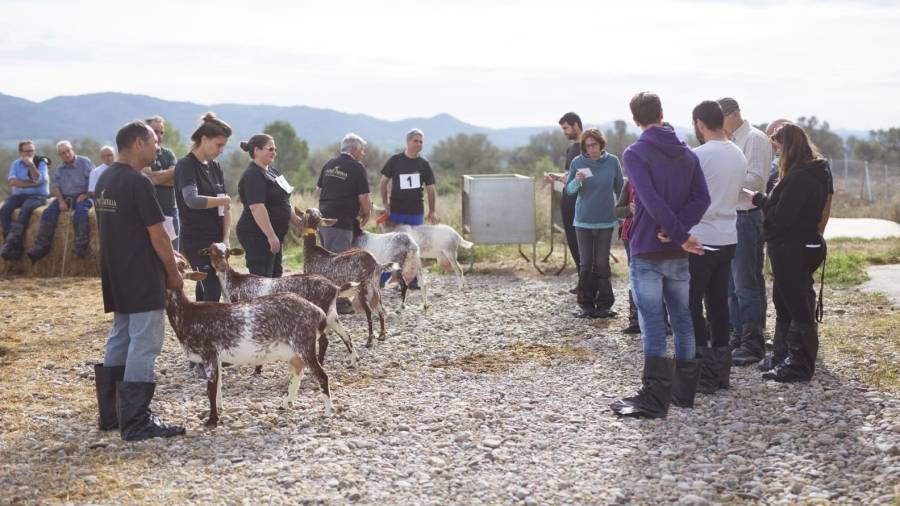 Participants en l’escola per a ramaders, ahir a Rasquera. FOTO: DT