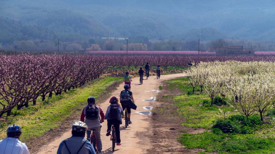 Turistes fent una ruta en bicicleta entre arbre fruiters florits a la Ribera d'Ebre. FOTO: ACN