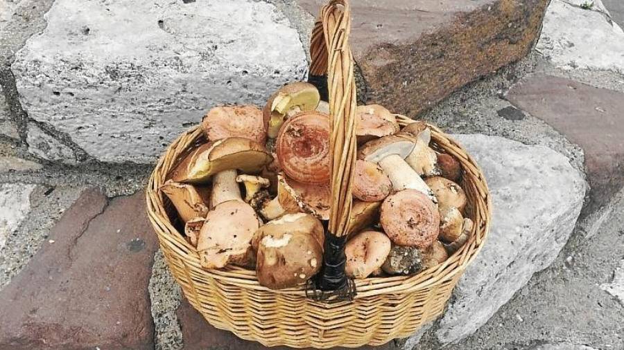 Un cistell, ple de rovellons i d’altres bolets recollits als boscos de les muntanyes de Prades. FOTO: Cedida