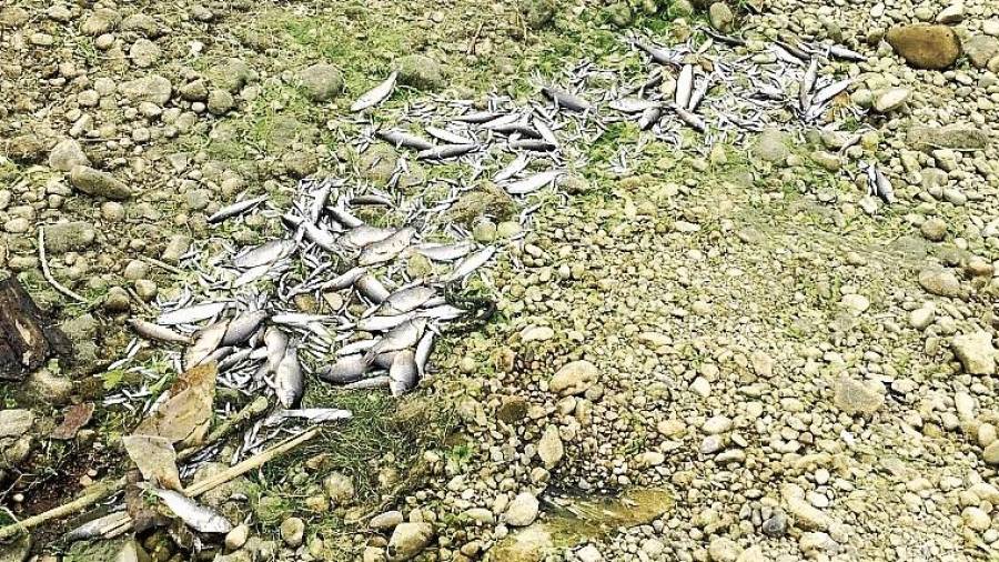 Imatge d’alguns dels peixos morts que han aparescut aquest cap de setmana a l’entorn del riu Francolí. FOTO: CEDIDA