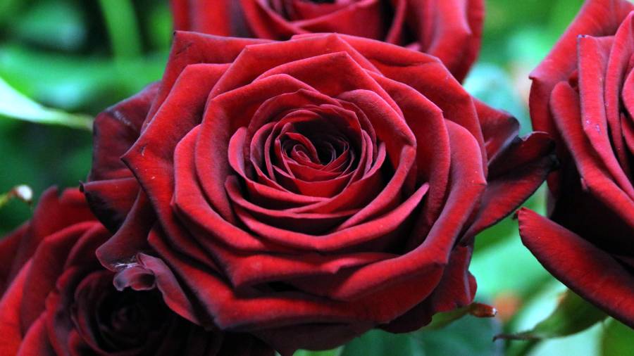 La rosa vermella serà un Sant Jordi més la gran protagonista Data de publicació: dijous 21 d’abril del 2022, 10:26 Localització: Sant Boi de Llobregat Autor: Àlex Recolons. Foto: ACN