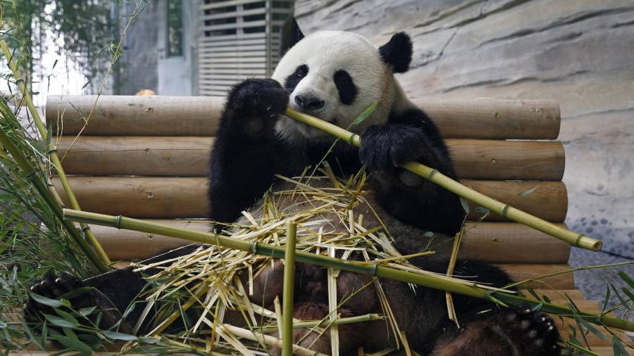 El panda Jiao Quing comiendo bambú durante la apertura del ‘Jardín Panda’ en el zoo de Berlín.