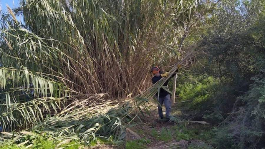 Recuperen l’ecosistema de la riera de Sant Miquel a Banyeres i Santa Oliva