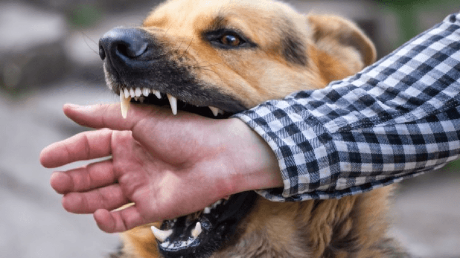 Imagen de archivo de un perro mordiendo una mano.