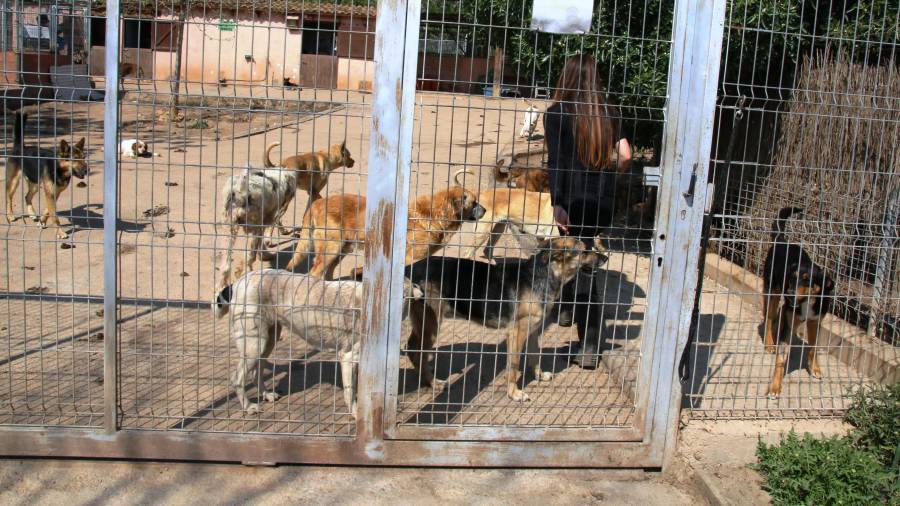 La protectora torrense tiene los perros en diferentes jaulas amplias a la espera de ser acogidos. Foto: A.Mariné