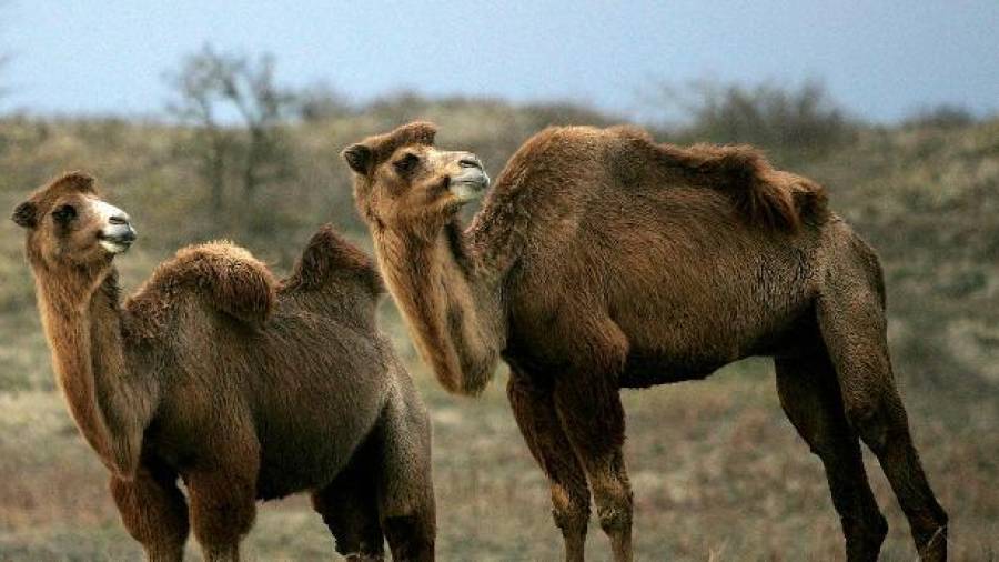 Imagen de archivo de dos ejemplares de camello. EFE