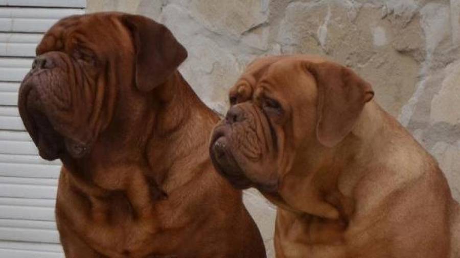 Dos perros de la raza Dogo de Burdeos