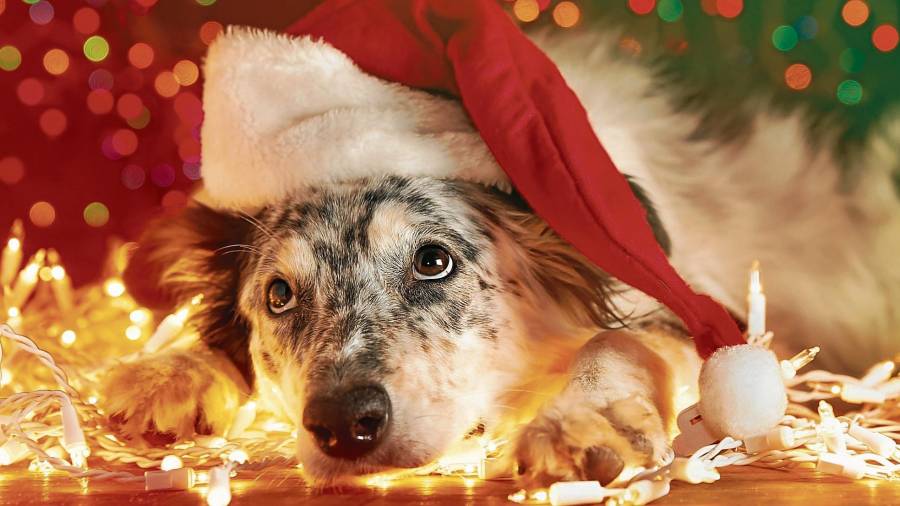 Antes de regalar mascotas en Navidad hay que ser consciente de la responsabilidad que conlleva su cuidado. Foto: Thinkstock