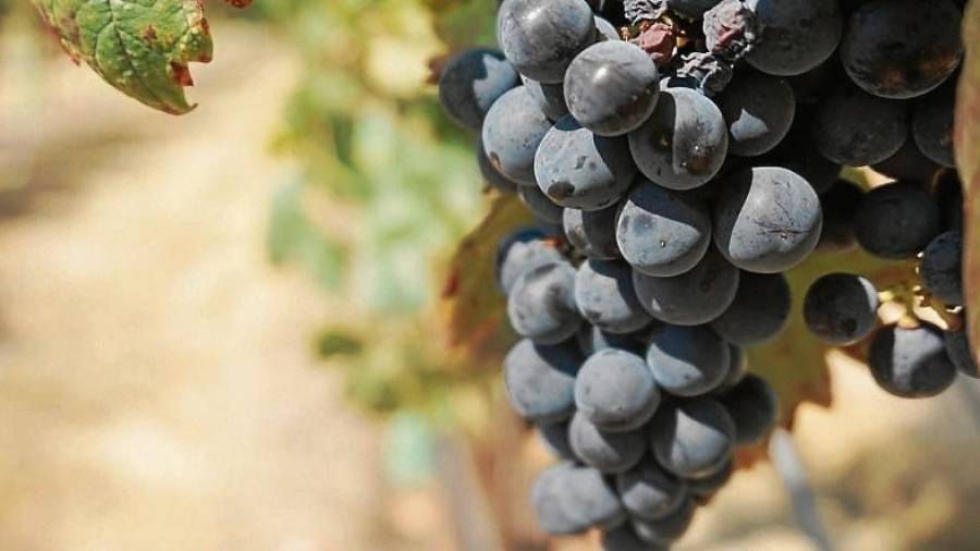 Las investigadoras de la URV han estudiado que efectos tienen unos flavonoides que se extraen del hueso de la uva. FOTO: URV