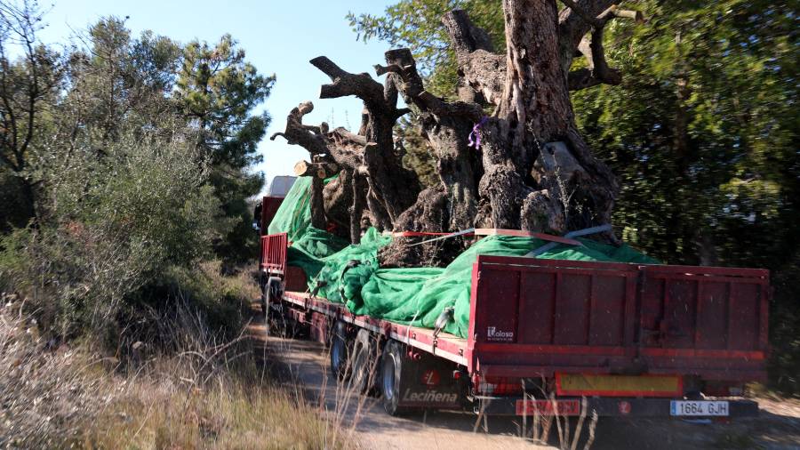 Un camió enduent-se un grup d’oliveres del terme d’Ulldecona, ahir. FOTO: ACN