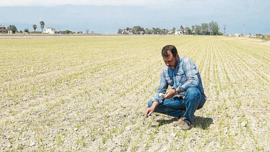 Juan Carlos Fornós, en un dels seus camps d’arròs amb sembra en sec. FOTO: Joan Revillas