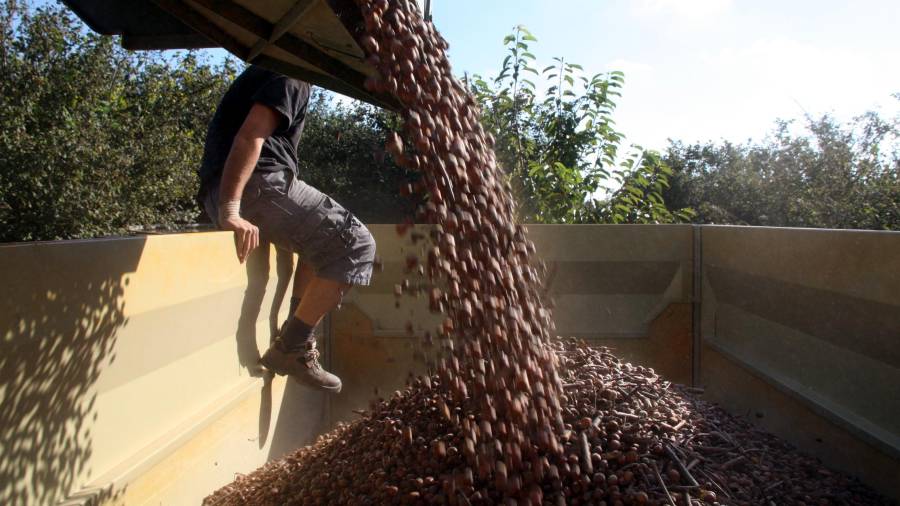 La producció d'avellanes ha estat 'nefasta' a Catalunya i es preveu una collita d'unes 5.000 tones