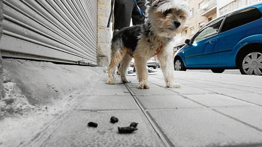 Imagen de archivo de excrementos de perro en la vía pública. FOTO: ALBA MARINÉ/DT