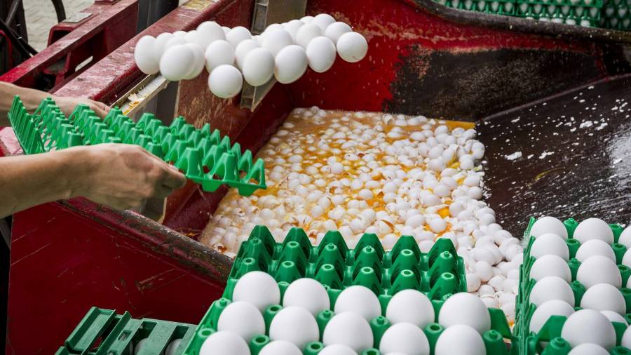 Trabajadores de una granja holandesa desechan huevos contaminados, en una imagen del día 2. Foto:huisman/efe