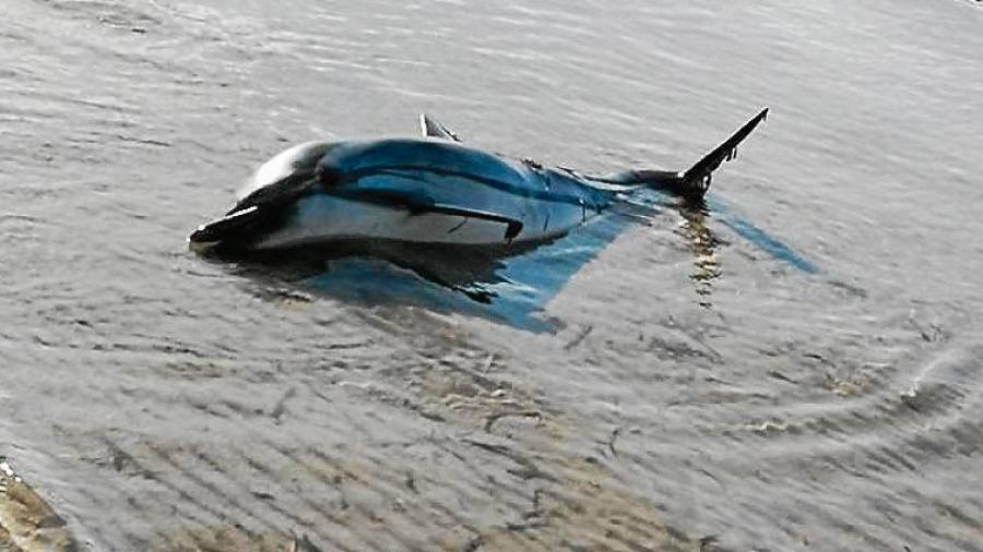 El ejemplar de delfín listado aparecido en la orilla de la playa de Cunit. FOTO: CEDIDA
