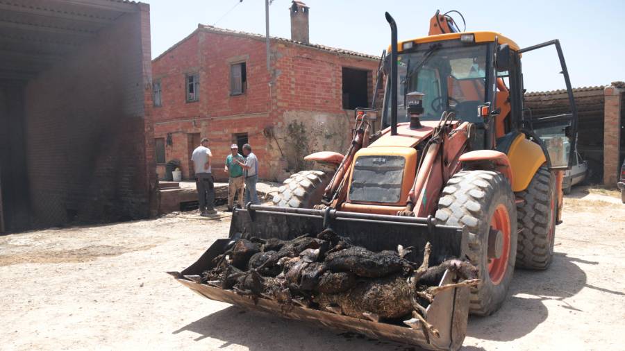 Un tractor amb animals morts de la granja més afectada per l'incendi de la Ribera d'Ebre al terme municipal de la Torre de l'Espanyol. FOTO: ACN