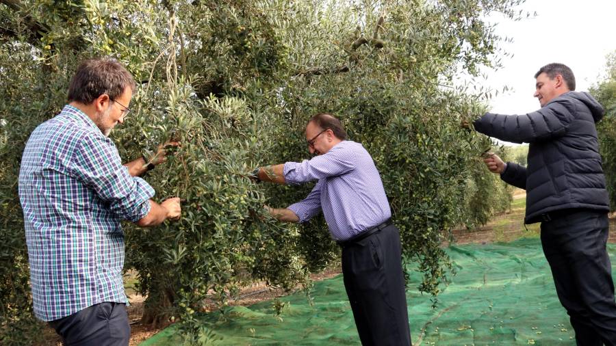 El president de la DOP Siurana, Antoni Galceran, i el periodista Xavier Graset, en una collita simbòlica de les primeres olives de la temporada en una finca de Vinyols i els Arcs (Baix Camp). FOTO: ACN