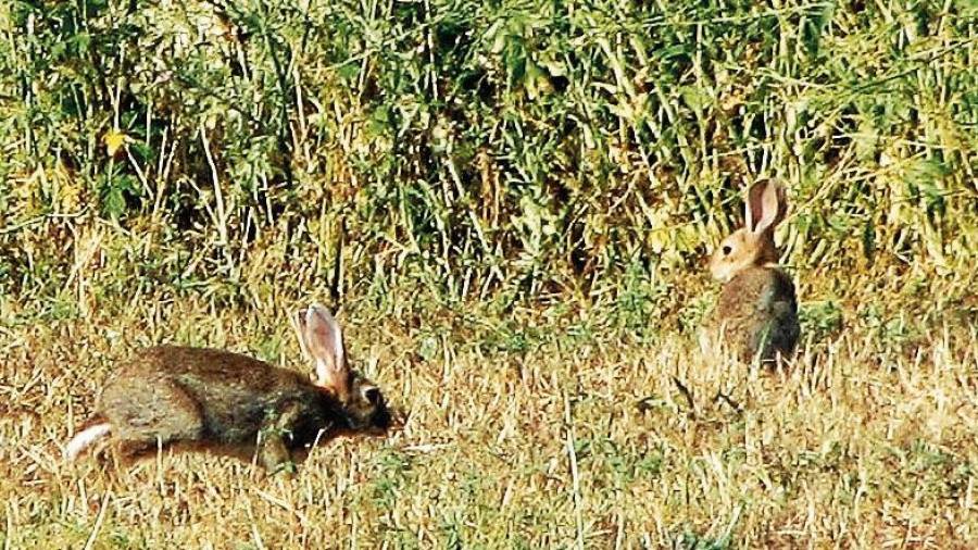 Los conejos, que han proliferado mucho sobre todo en el Baix Penedès, son una de las piezas peferidas por los cazadores. FOTO: ACN