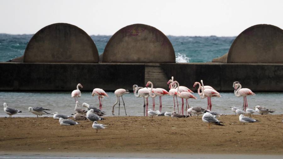 Un grupo de flamencos compartiendo espacio con un grupo de gaviotas en la playa de Cubelles. ACN
