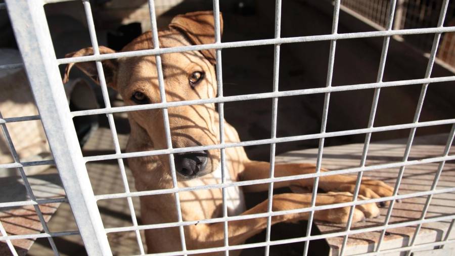 Tarragona prohíbe la venta de animales en la vía pública