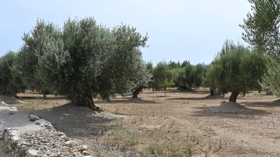 Un grup d’oliveres al terme de Roquetes. FOTO: JOAN REVILLAS