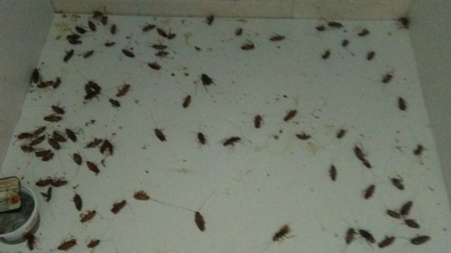 Cucarachas en el baño en una vivienda de Mas Mel de Calafell.