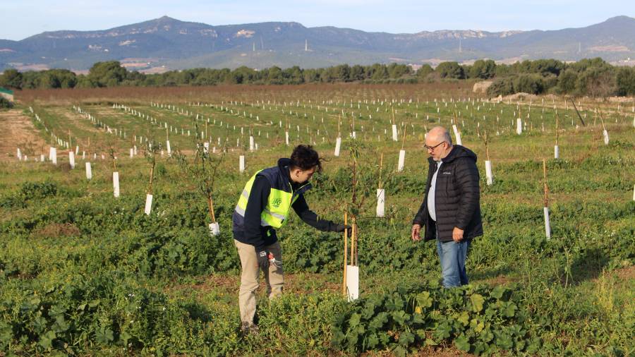 Plantación de almendros en una finca recuperada de 35 hectáreas en Vila-rodona. A la derecha, Joan Gené, responsable de fincas de Unió Divisió Agrària, junto al joven agricultor Roger Guasch. FOTO: Cedida