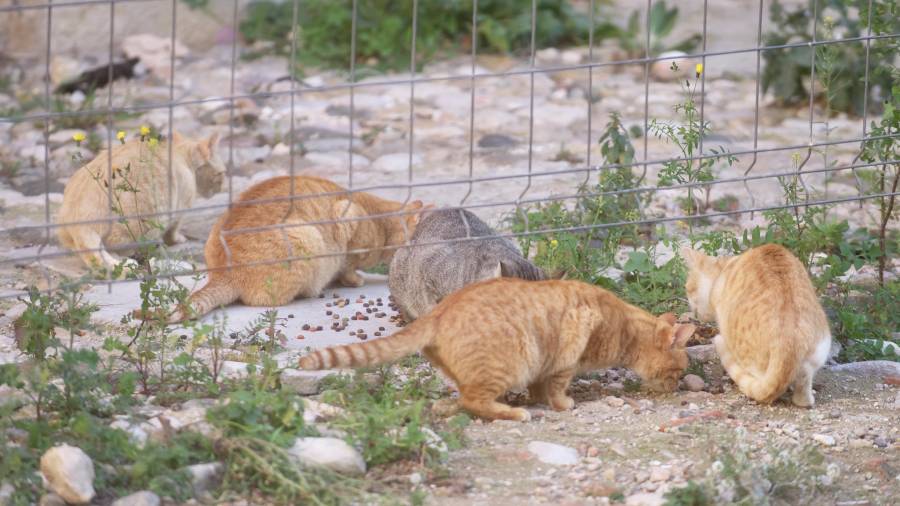 Un grup de gats en una colònia, en una imatge d’arxiu. FOTO: J. Revillas